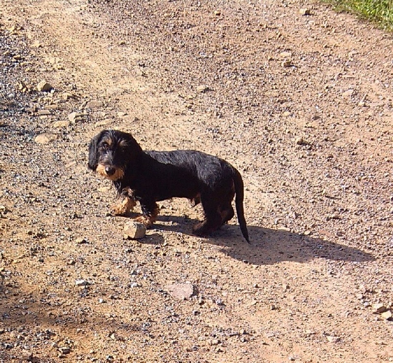 Lobo De Don Diego De La Marina