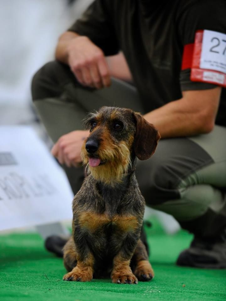 Régional d'élevage 2018